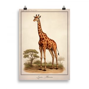 Vintage Naturalist Poster: "Giraffa Camelopardalis: Giraffe"