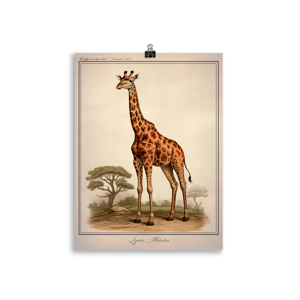 Poster Naturaliste Vintage "Giraffa Camelopardalis : La Girafe" – Image 2