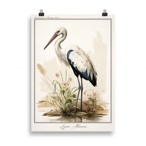 Affiche naturaliste vintage représentant une cigogne élégante, détaillant ses plumes délicates et sa silhouette élancée, sur fond naturel. Vintage naturalist poster showing an elegant stork with detailed feathers and a slender silhouette, set against a natural background.