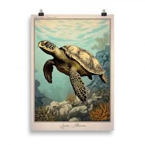 Affiche naturaliste vintage représentant une tortue de mer Chelonia Mydas nageant dans les eaux tropicales, avec détails précis de la carapace et des nageoires. Vintage naturalist poster depicting a Chelonia Mydas sea turtle swimming in tropical waters, with detailed shell and flippers.