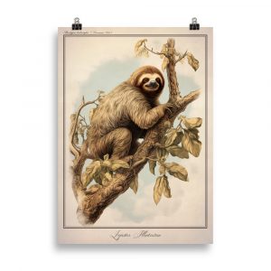 Affiche naturaliste vintage représentant un paresseux suspendu à une branche, avec un style détaillé et réaliste de son pelage et de sa posture. Vintage naturalist poster depicting a sloth hanging from a branch, with detailed and realistic fur and posture.