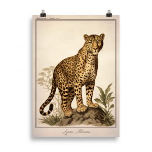 Affiche naturaliste vintage représentant un léopard majestueux dans la savane, avec des détails précis de son pelage tacheté et de sa posture féline. Vintage naturalist poster depicting a majestic leopard in the savannah, with detailed fur patterns and graceful feline posture.